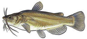 Black Bullhead