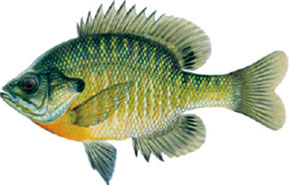 Bluegill
