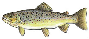 Brown Trout