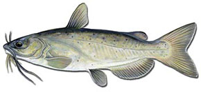 Catfish