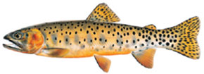Cutthroat Trout