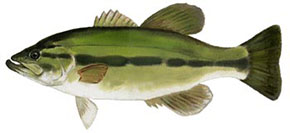 Largemouth Bass