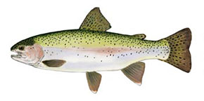 Rainbow Trout