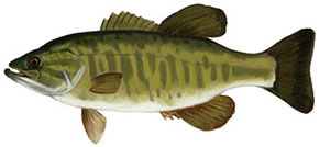 Smallmouth Bass