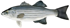 Striped Bass