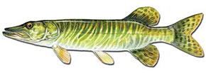 Tiger Muskie