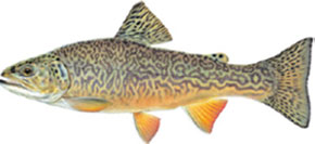 Tiger Trout