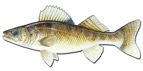 Walleye