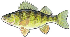 Yellow Perch